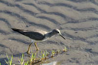 Grey-tailed Tattler, Cairns, November 2013