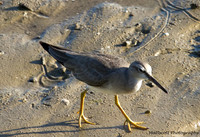 Grey-tailed Tattler, Cairns, November 2013