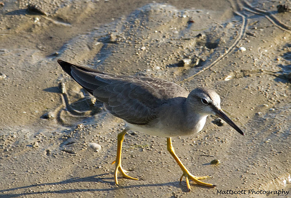 Grey-tailed Tattler, Cairns, November 2013
