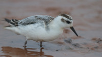 Grey Phalarope, Budleigh Salterton, October 2014