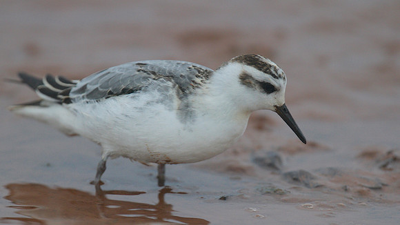 Grey Phalarope, Budleigh Salterton, October 2014