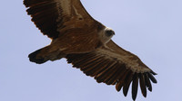 Griffon Vulture, Kensington Cliffs, Cyprus, May 2016