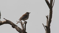 Grey Thrush Shrike