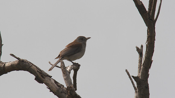 Grey Thrush Shrike, Australia 2013