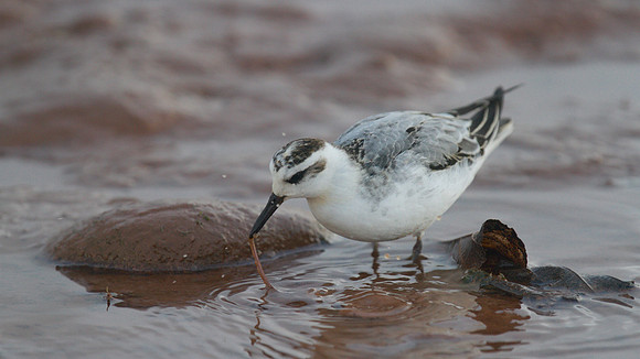 Grey Phalarope, Budleigh Salterton, October 2014