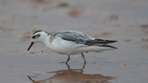 Grey Phalarope, Budleigh Salterton, October 2014