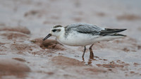 Grey Phalarope, Budleigh Salterton, October 2014