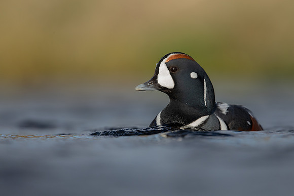 Harlequin Duck,  River Laxa, Iceland, May 2022