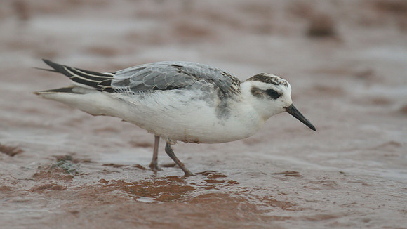 Grey Phalarope, Budleigh Salterton, October 2014