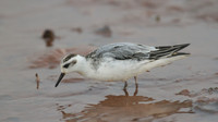 Grey Phalarope, Budleigh Salterton, October 2014