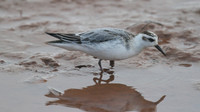 Grey Phalarope, Budleigh Salterton, October 2014
