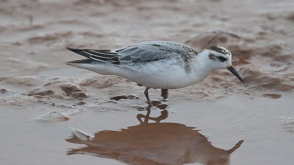 Grey Phalarope, Budleigh Salterton, October 2014