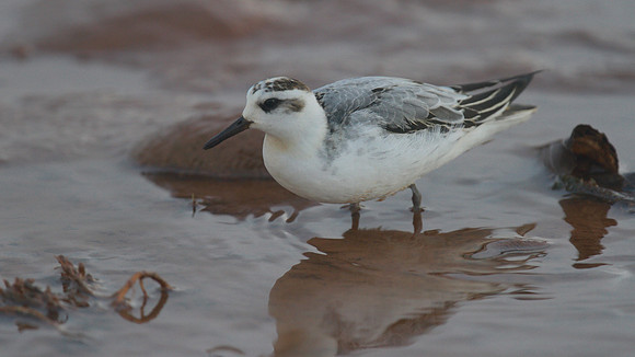 Grey Phalarope, Budleigh Salterton, October 2014