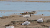 Gull-billed Tern