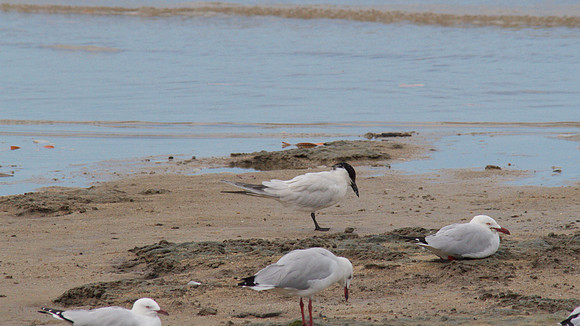 Gull-billed Tern, Cairns, November 2013