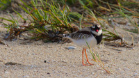 Black-fronted Dottrel        Cairns 2013