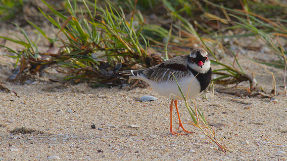 Black-fronted Dottrel        Cairns 2013