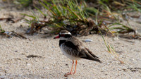 Black-fronted Dottrel        Cairns 2013