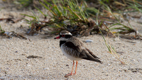 Black-fronted Dottrel        Cairns 2013