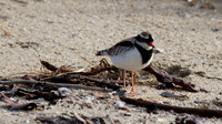 Black-fronted Dottrel        Cairns 2013