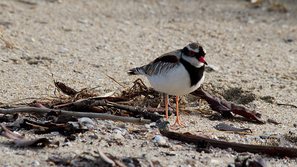 Black-fronted Dottrel        Cairns 2013