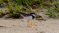 Black-fronted Dottrel        Cairns 2013