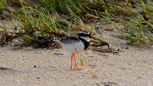 Black-fronted Dottrel        Cairns 2013