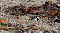 Black-fronted Dottrel        Cairns 2013