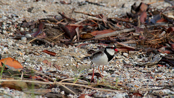 Black-fronted Dottrel        Cairns 2013
