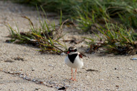 Black-fronted Dottrel        Cairns 2013