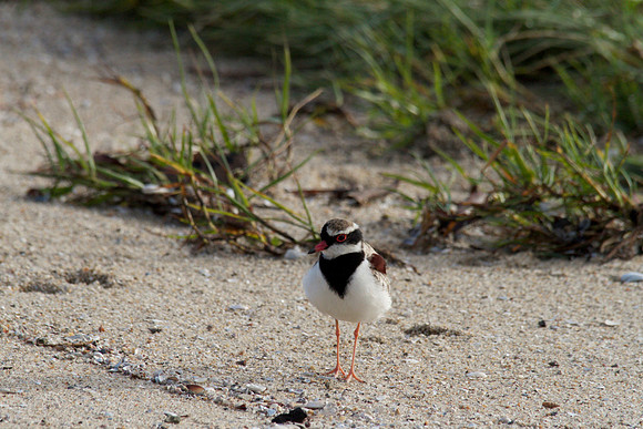 Black-fronted Dottrel        Cairns 2013