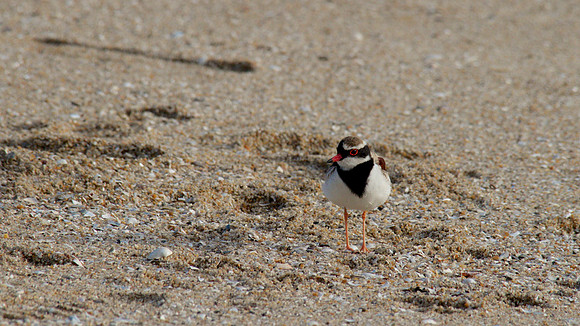 Black-fronted Dottrel        Cairns 2013