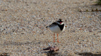 Black-fronted Dottrel        Cairns 2013