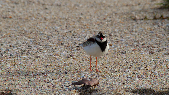 Black-fronted Dottrel        Cairns 2013