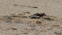 Black-fronted Dottrel        Cairns 2013