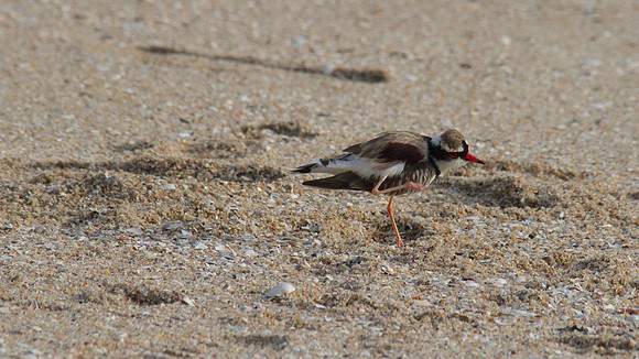 Black-fronted Dottrel        Cairns 2013