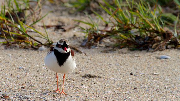 Black-fronted Dottrel        Cairns 2013