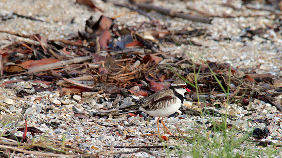 Black-fronted Dottrel        Cairns 2013