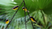 Bananaquit, Aruba Butterfly farm, Aruba, November 2015