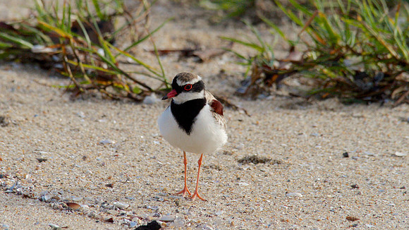 Black-fronted Dottrel        Cairns 2013