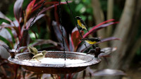 Bananaquit, Aruba Butterfly farm, Aruba, November 2015