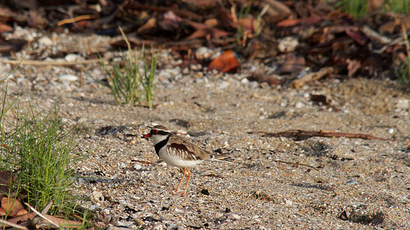 Black-fronted Dottrel        Cairns 2013