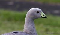 Cape Barren Goose, Phillips Island, Australia 2013