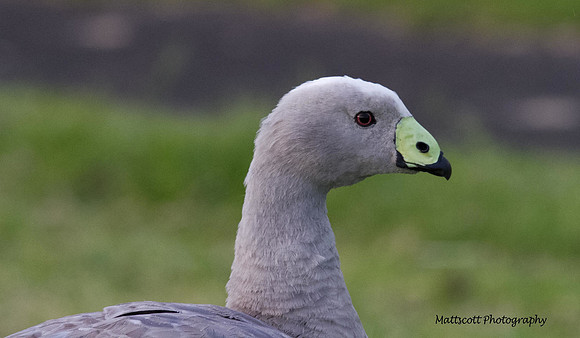 Cape Barren Goose, Phillips Island, Australia 2013