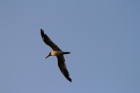 Caspian Tern