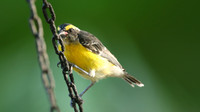 Bananaquit, Aruba Butterfly farm, Aruba, November 2015