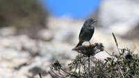 Black Redstart