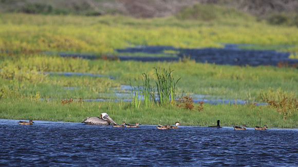 Caribbean Coot, along with Brown Pelican and White-cheeked Pintails, Aruba, November 2015