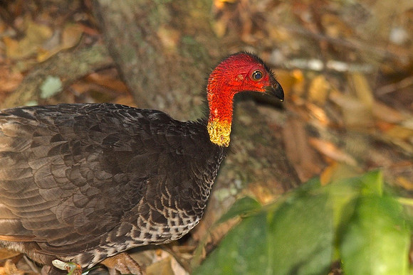 Australian Brush Turkey, Cairns, November 2013