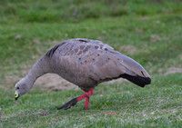 Cape Barren Goose, Phillips Island, Australia 2013